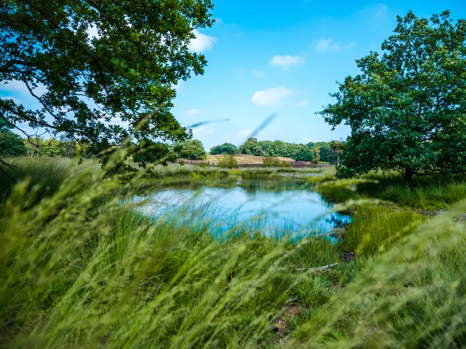 View over a pond surrounded by grass and trees in the Meinweg area, with blooming heath in the background.