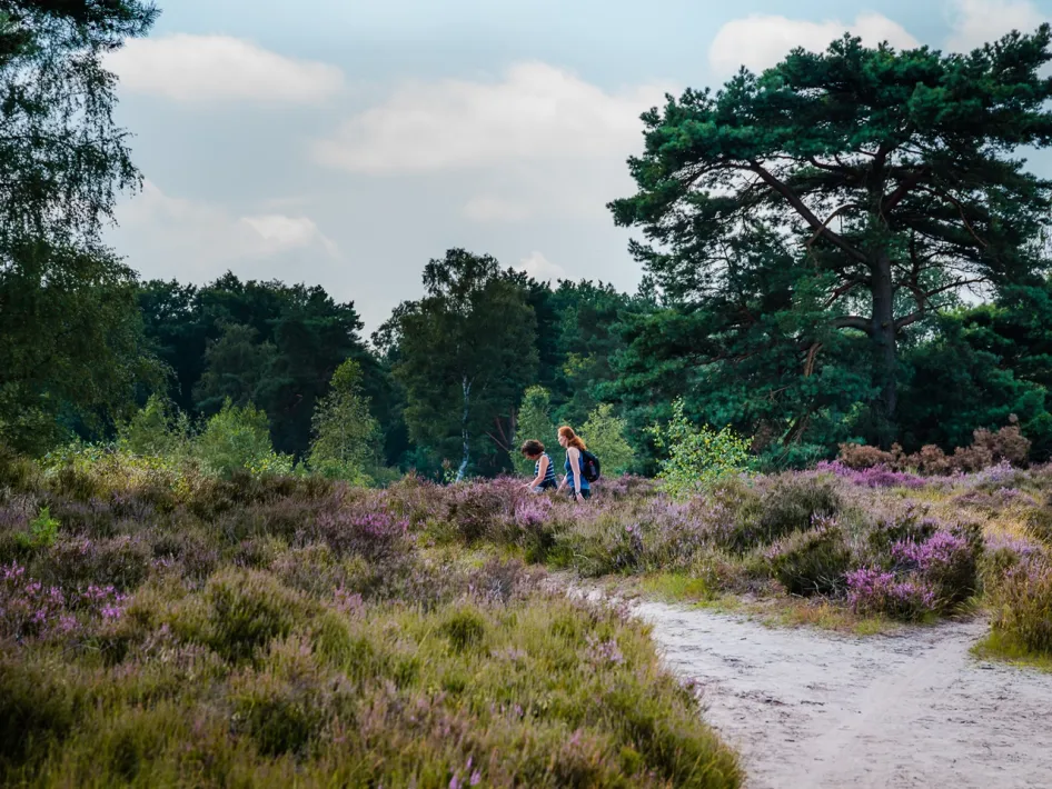 Twee wandelaars lopen over een zandpad tussen bloeiende struikheide in een bosrijk gebied.