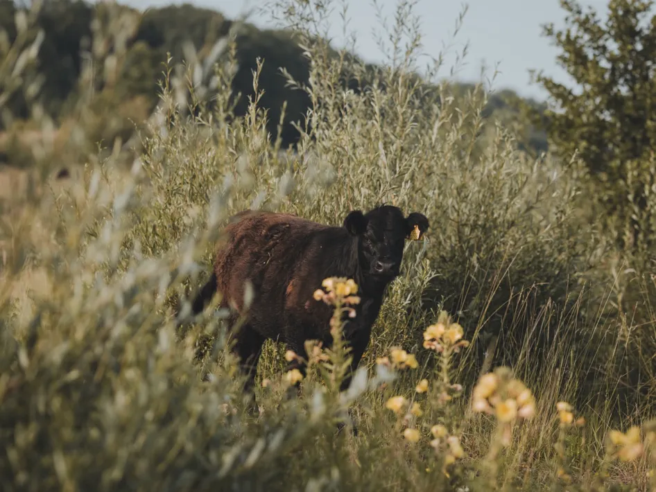 Galloway-Rind zwischen Büschen und gelben Blumen im Naturschutzgebiet Molenplas.
