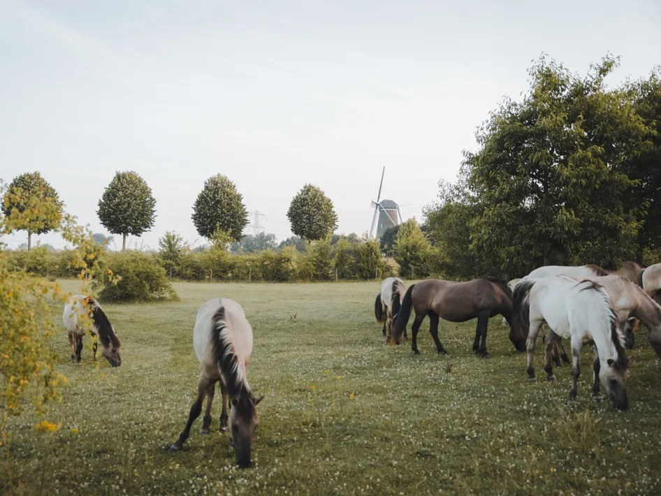 Grazende konikpaarden op een open grasveld met op de achtergrond de Hompesche Molen.