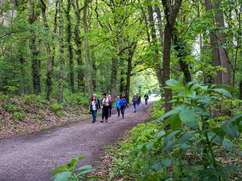 Hikers on a forest path of the Premium Hiking Trail Rode Beek between tall trees in the Meinweg area.