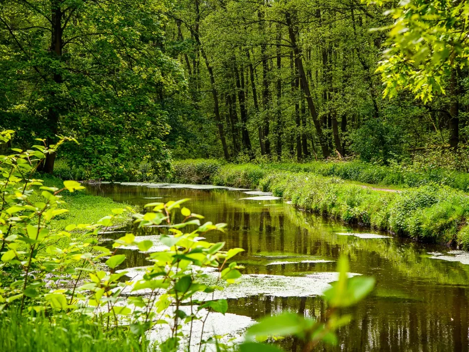 Wandelpad langs de kronkelende Schwalm in een dicht loofbos in Schwalmbruch, omringd door frisgroene begroeiing.