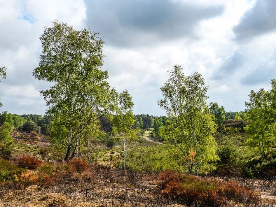 Blick über Wacholderheide und offene Sandlandschaft mit jungen Birken und Besenheide unter einem leicht bewölkten Himmel.