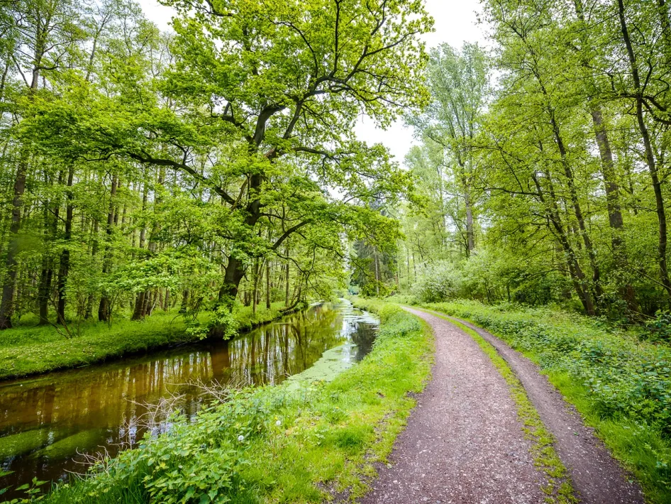 Wanderweg entlang der Schwalm im Wald, Teil des Premium-Wanderweg Schwalmbruch in einer grünen, wasserreichen Landschaft.