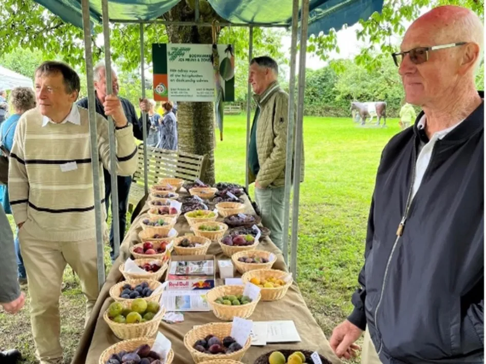 Bezoekers bekijken verschillende pruimenrassen bij een kraam tijdens de Pruimendag in de boomgaard van Ohé en Laak.