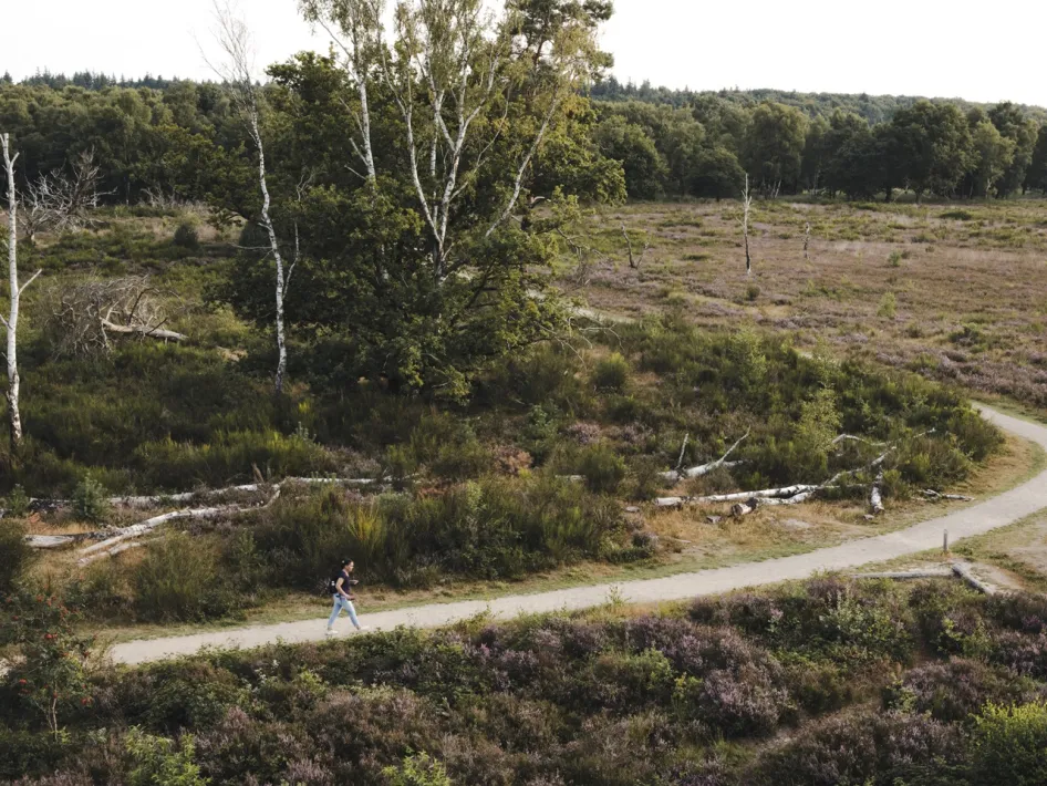 Wandelaar op de Reewegroute door heide en bos in Nationaal Park De Meinweg.