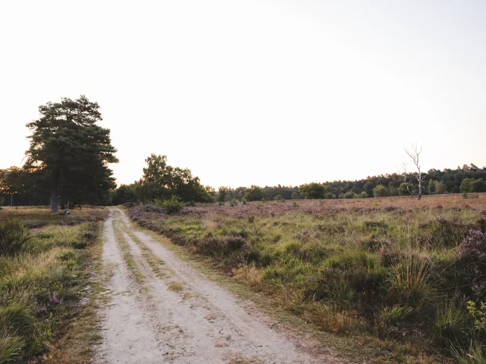 Sandweg durch offene Heidelandschaft entlang der Reewegroute im Nationalpark De Meinweg.