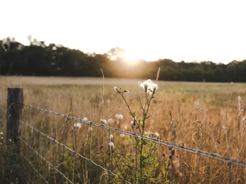 Abendsonne über den Feldern an der Reewegroute im Nationalpark De Meinweg.
