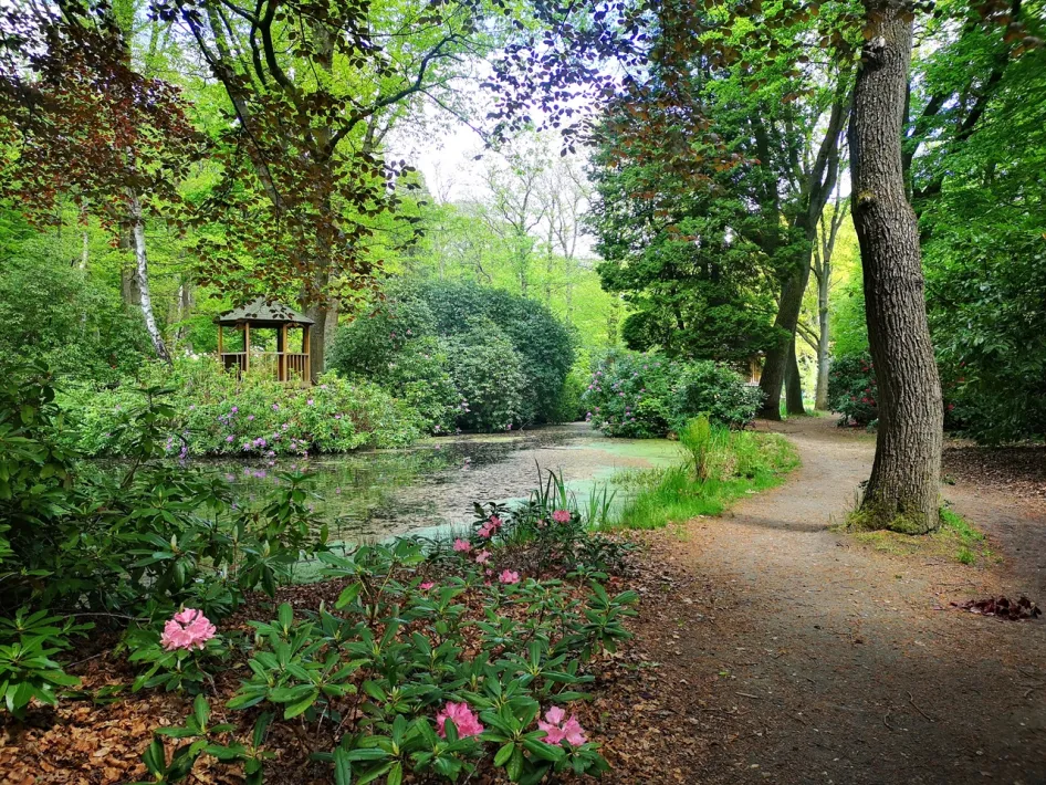 Wandelpad langs een vijver in het groene bospark van MERU in Vlodrop, met bloeiende rododendrons en een houten paviljoen tussen de bomen.