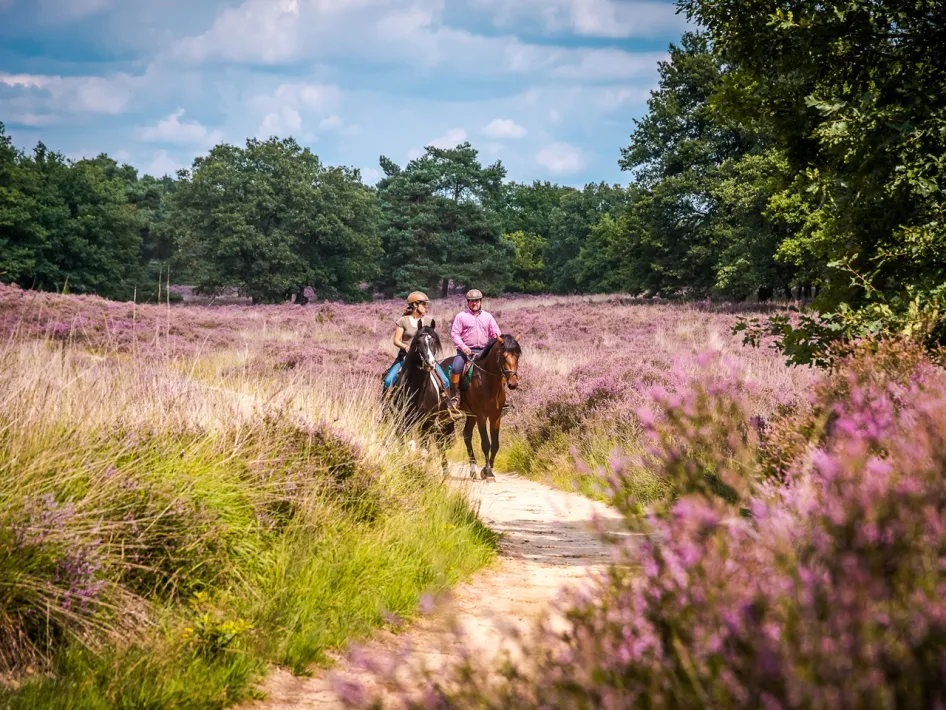 Ruiters op een zandpad tussen paarse heidevelden in Nationaal Park De Meinweg tijdens het rijden van de Ruiterroute Meinweg Oost