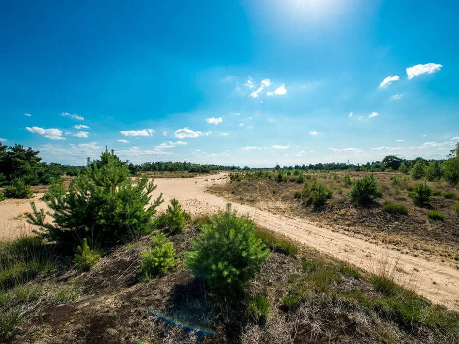 The dune path you pass through while riding the Ruiterroute Weert - IJzeren Man route east