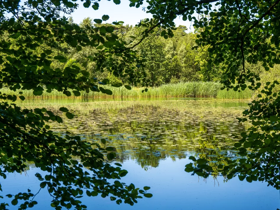 Eines der Moore, die Sie mit Ihrem Pferd passieren 