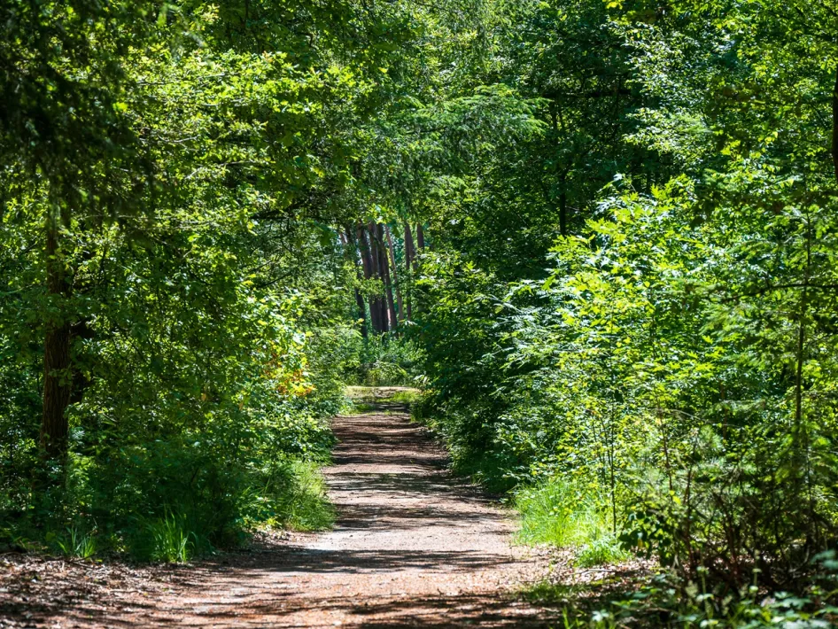 Bospad in Vosseven bij Weert langs de Ruiterroute Weert, met zonlicht dat door het groene bladerdak op de zandweg valt.