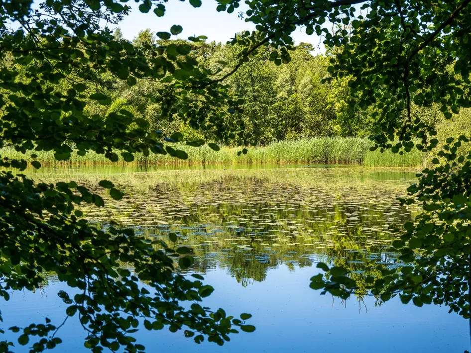 Bosven in natuurgebied Vosseven met lelies op het water, rietkragen en bomen weerspiegeld in het stille oppervlak.