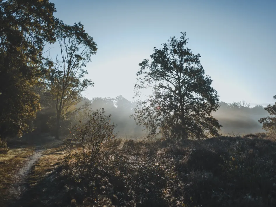 Ochtendmist boven heide en bomen in Vosseven bij Weert, met laag zonlicht dat door de takken schijnt.