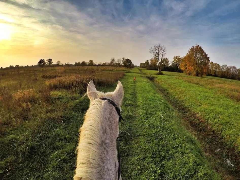 Beautiful nature seen from the back of a white horse during the Horse riding route Weert - Weerterbergen