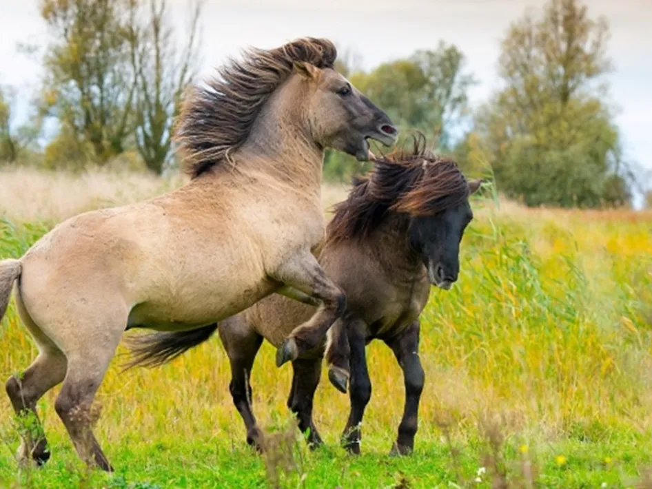 Twee speelse Konikpaarden in het Grensmaas-gebied, grazend in de wilde natuur langs de rivier.