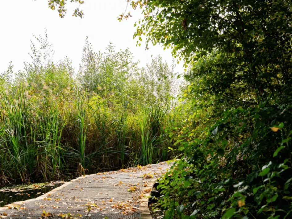 Wanderroute Knotepunkte: Nederweert - Eind