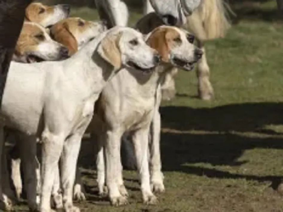 Een groep Engelse meutehonden staat alert klaar om het kunstmatige spoor te volgen tijdens de slipjacht.