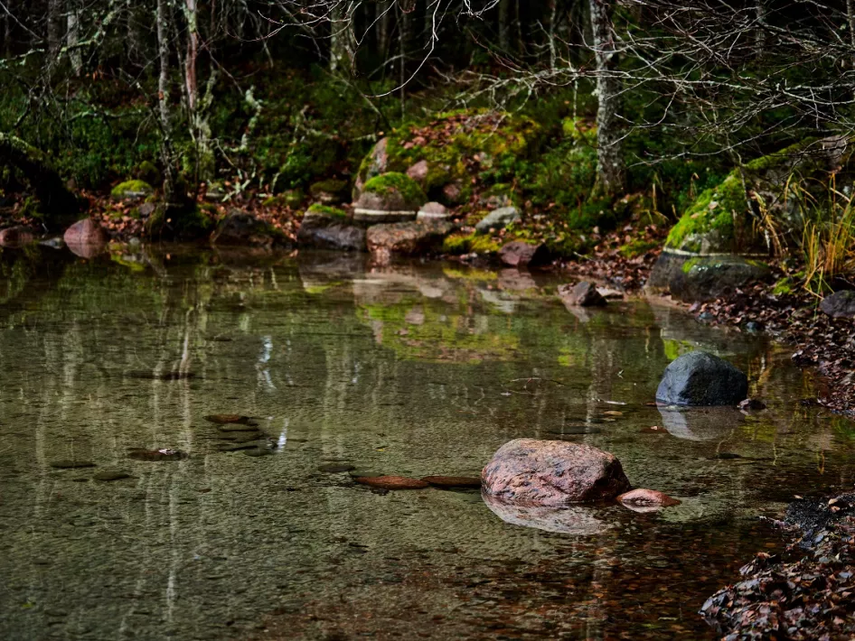 Een serene vijver omringd door bomen en met rotsen in helder water, perfect voor een stiltewandeling in de natuur.