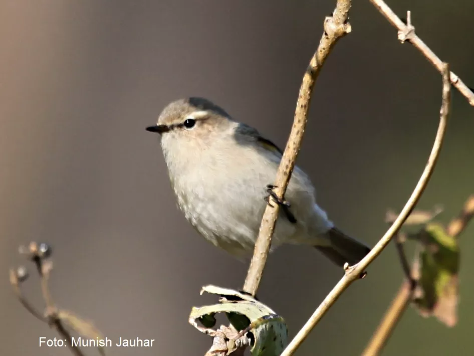 Vogelwandeling: Volop voorjaar.
