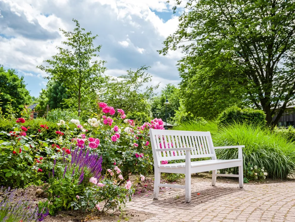 Een wit bankje voor een rozenstruik