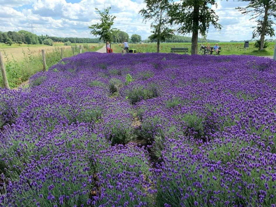 Lavendel in Baarlo