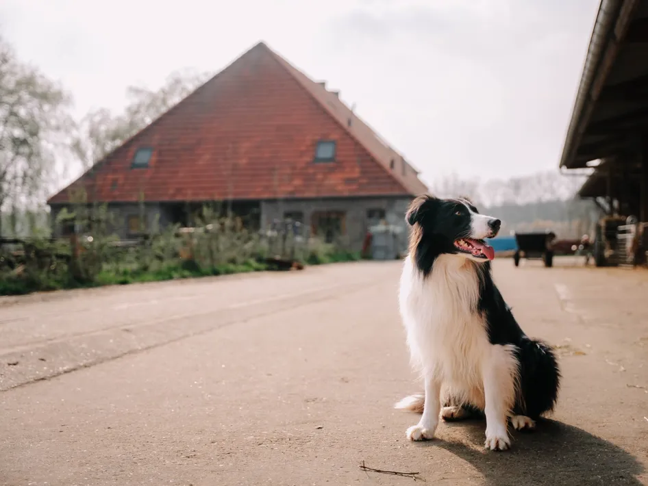 Border collie on the grounds of Beatrixhoeve with the farmhouse in the background