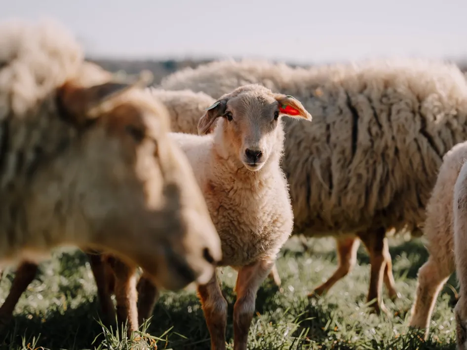 Schapen van de Beatrixhoeve in de wei met zicht op de kudde in het landschap