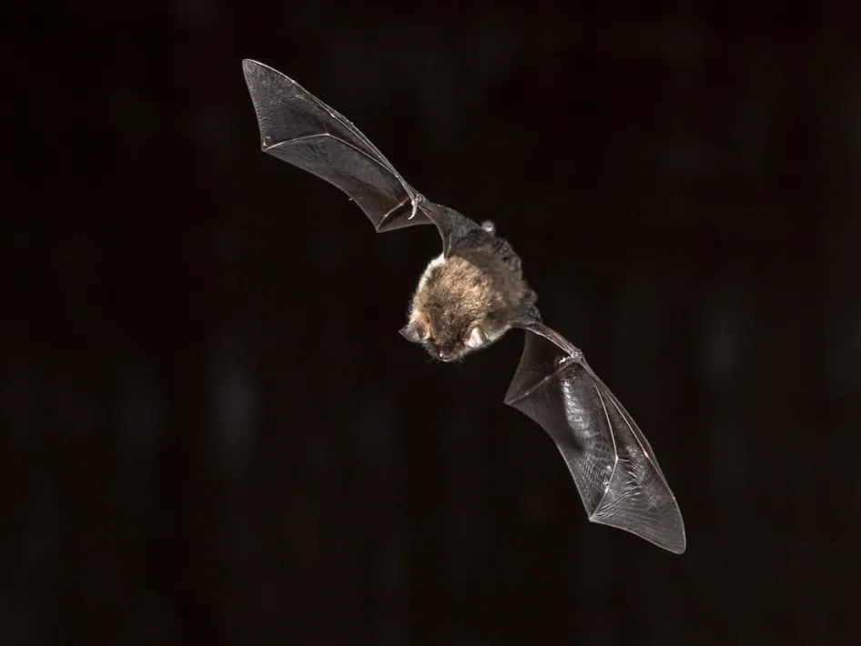 Vleermuis in vlucht tijdens de avondschemering, zoals te zien en te horen tijdens de Vleermuiswandeling in Leudal.