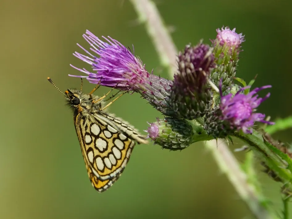 Spiegeldikkopje op een distel, een vlinder die je kunt tegenkomen tijdens de vlinderexcursie in Nationaal Park De Groote Peel.