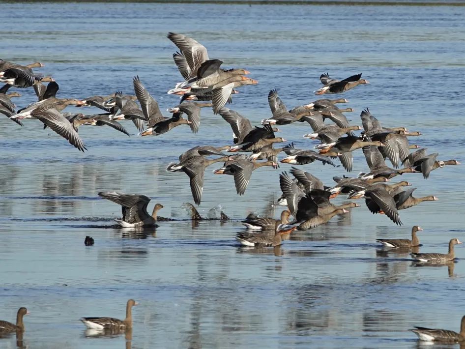 Een groep ganzen vliegt laag over het water terwijl andere ganzen op het wateroppervlak rusten te zien tijdens de vogelexcursie WIntergasten in de Deurnsche Peel.