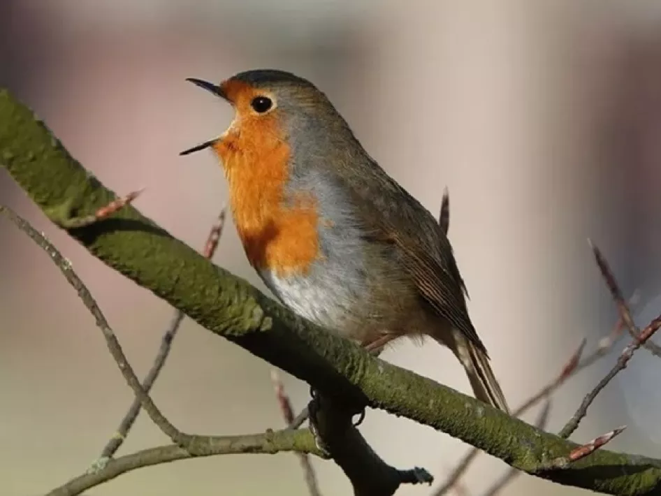 Het roodborstje die op de tak zit te fluiten is één van de vogels die je waarschijnlijk tegenkomt tijdens de vogelwandeling