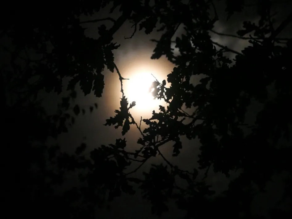 De volle maan schijnt tijdens een vollemaanwandeling door silhouetten van boomtakken en bladeren tegen een donkere nachtelijke lucht.