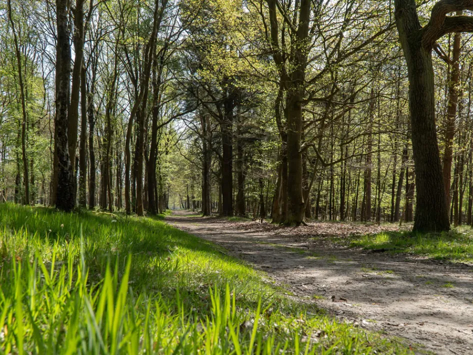Bospad in het Leudal tijdens het dauwtrappen in de vroege ochtend, met fris groen gras en zonlicht tussen de bomen.