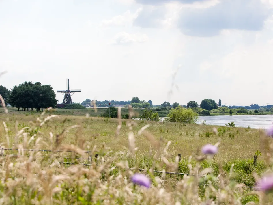 Blick über eine grüne Landschaft mit der Mühle De Grauwe Beer und der Maas im Hintergrund, gesehen von der Walsbergroute.