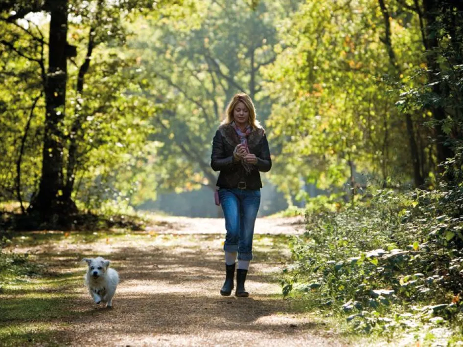 Wanderroute Weerterbos: Grun