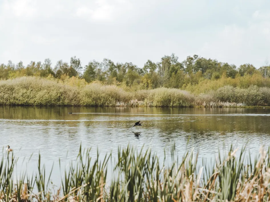 Wasserfläche mit Wasservögeln, umgeben von Schilf und Sträuchern im Nationalpark De Peel.