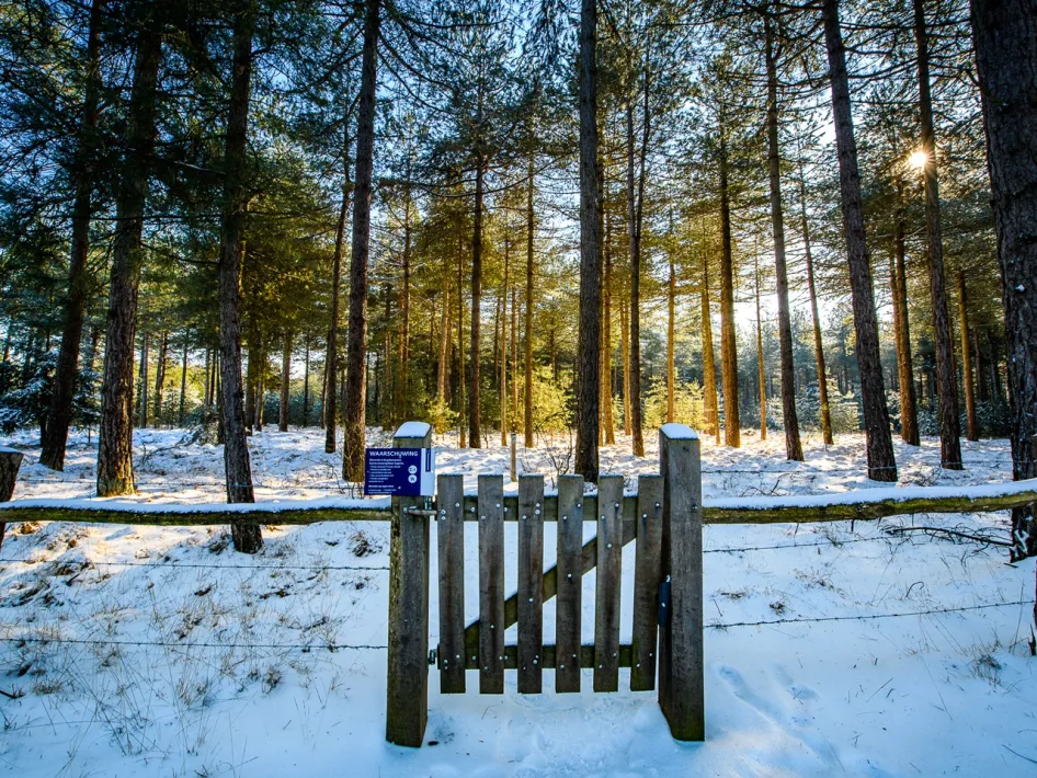 A wooden gate leads into a snowy pine forest in KempenBroek, with the low winter sun shining through the trees.