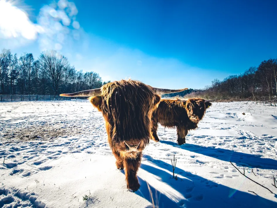Twee Schotse Hooglanders in de sneeuw langs de wandelroute KempenBroek - Grensroute Westlus bij Stramproy.