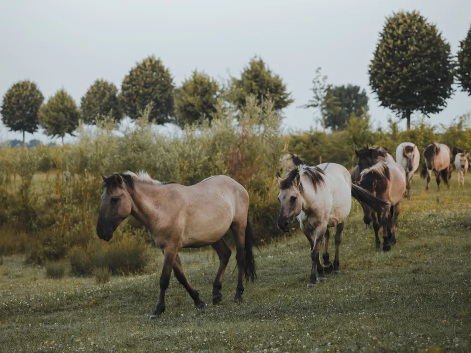 Eine Gruppe Konikpferde läuft über eine Grasfläche mit Bäumen und Sträuchern im Hintergrund.