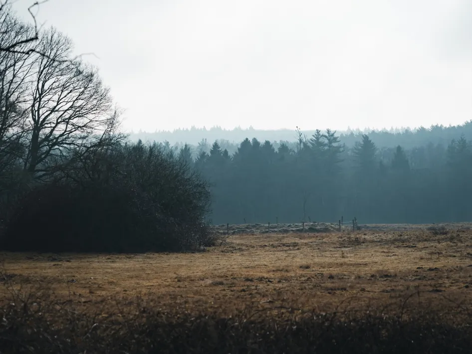 Open grassland with bare trees and a misty forest in the background in De Meinweg National Park, along the Meinweg - Luzenkamproute.
