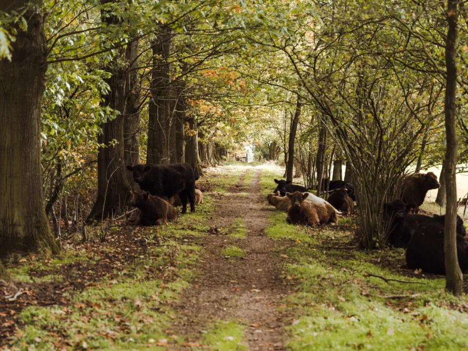 Wandelroute Smeetshof - Wijffelterbroek Paars onderweg