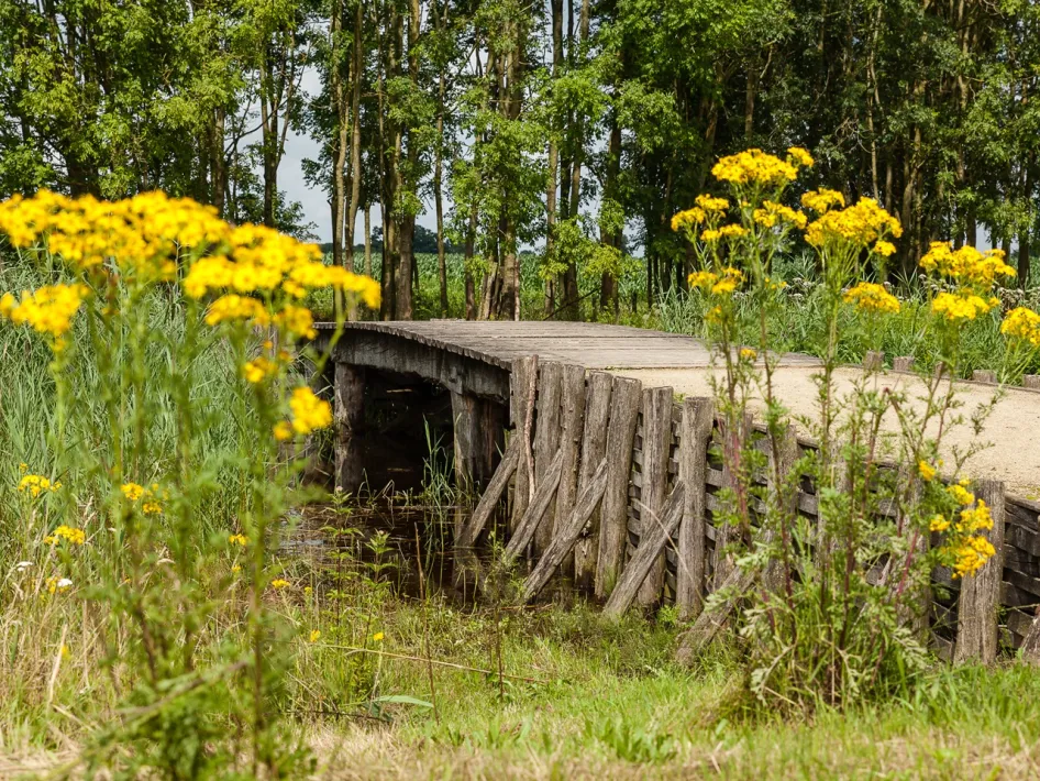 Houten brug over water met gele bloemen op de voorgrond en bomen op de achtergrond.