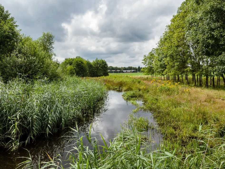 De Tungelroyse Beek stroomt langs riet en bomen bij wandelroute De Krang Oranje.