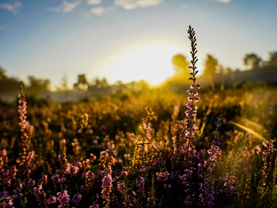 De bloeiende heide aan het eind van de zomer