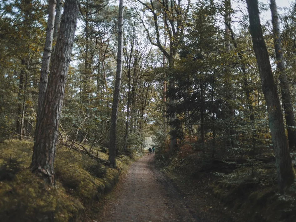 Wandelaars lopen door de bossen van het Leudal tijdens de Premium wandelroute Leudal