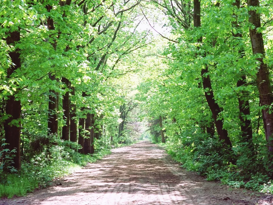 Wanderroute Weerterbos: Braun