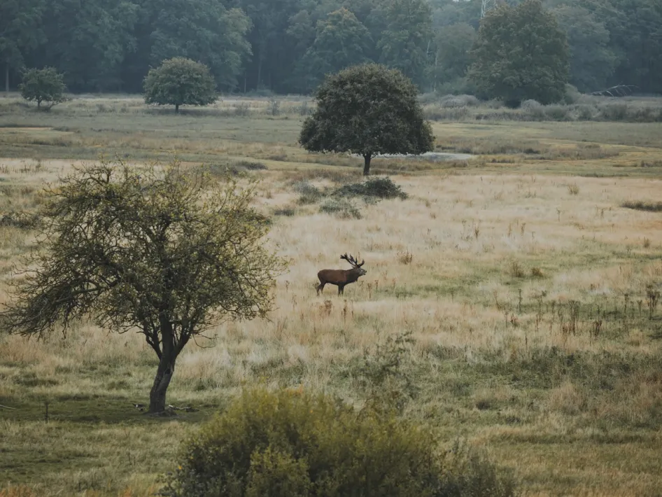 Een edelhert met een groot gewei staat tussen de hoge grassen op een open vlakte in Weerterbos, met bomen en struiken op de achtergrond.