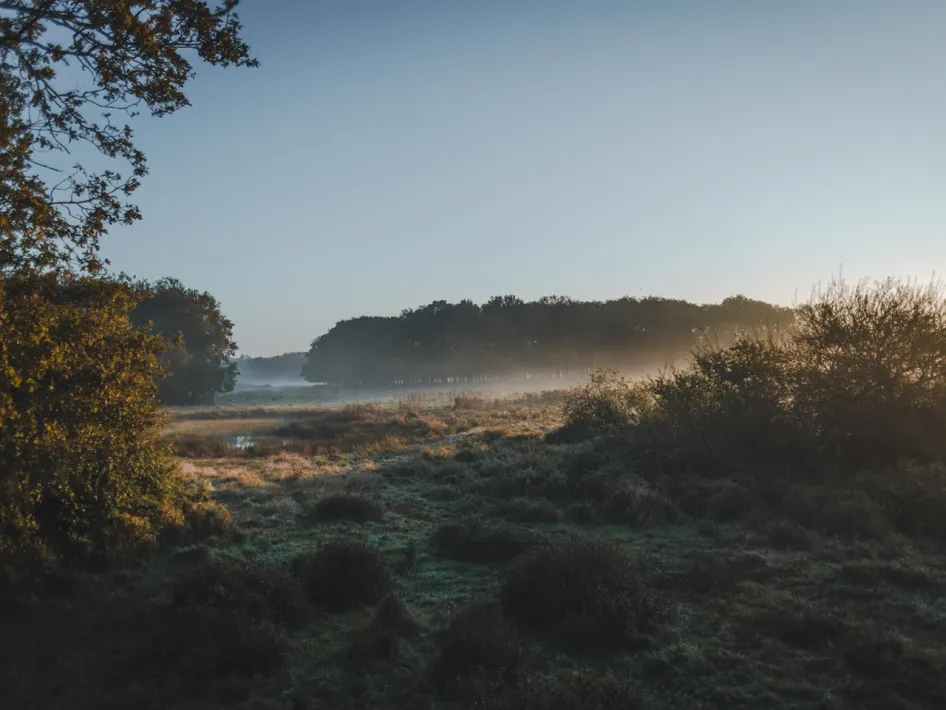 Een open landschap in Weerterbos met vochtige graslanden, plassen en struiken, waar de ochtendmist tussen de bomen hangt.